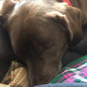 Meet your Posher, Sam